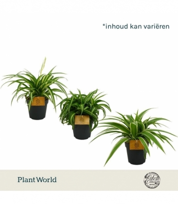 Chlorophytum