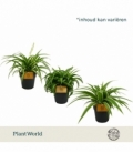 Chlorophytum