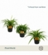 Chlorophytum