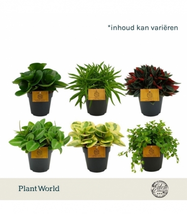 Peperomia