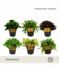 Peperomia