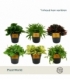 Peperomia