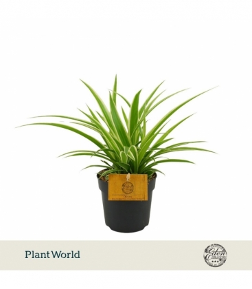 Chlorophytum
