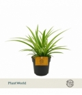 Chlorophytum