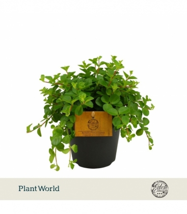 Peperomia