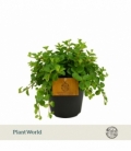 Peperomia
