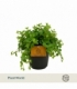 Peperomia