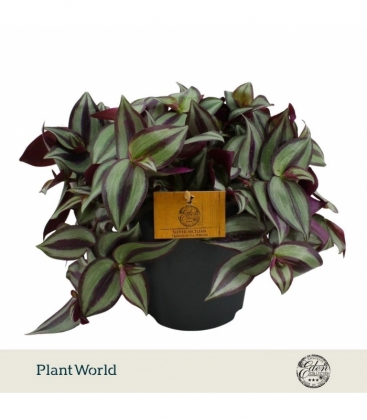Tradescantia