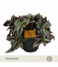 Tradescantia