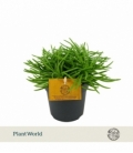 Senecio