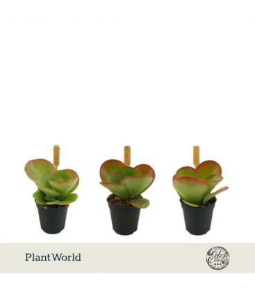 Kalanchoe