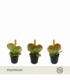 Kalanchoe