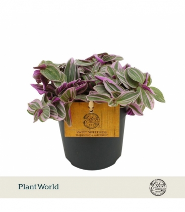 Tradescantia