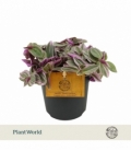 Tradescantia