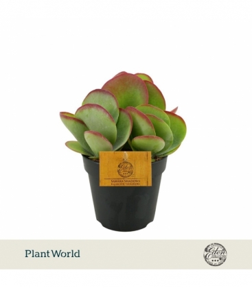 Kalanchoe