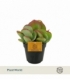 Kalanchoe