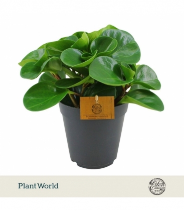 Peperomia