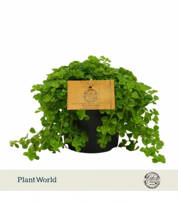 Pilea