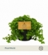 Pilea