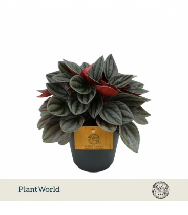 Peperomia