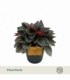 Peperomia