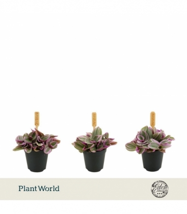 Tradescantia
