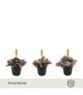 Tradescantia