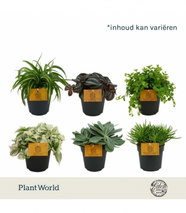 Indoor