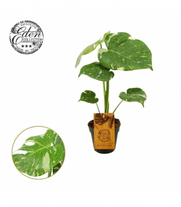 Monstera