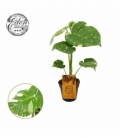 Monstera