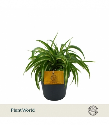 Chlorophytum