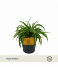 Chlorophytum