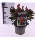 Skimmia