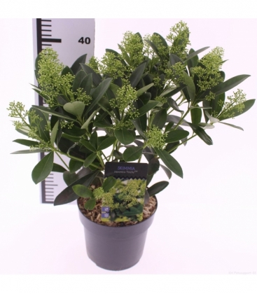 Skimmia
