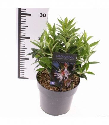 Sarcococca