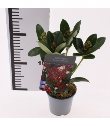 Skimmia