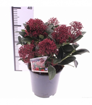 Skimmia