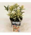 Skimmia
