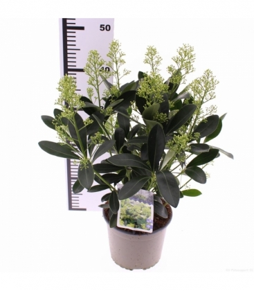 Skimmia