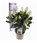 Skimmia