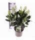 Skimmia