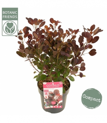 Cotinus