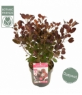 Cotinus