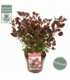 Cotinus