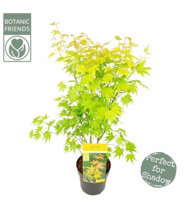 Acer