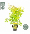 Acer