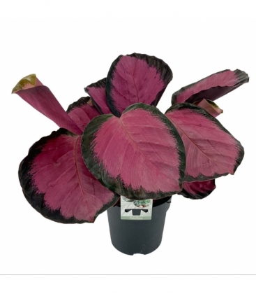 Calathea