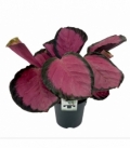 Calathea