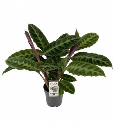 Calathea