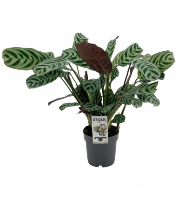 Ctenanthe